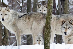 Lakota Wolf Preserve Holiday Art Show Fundraiser - Dec. 1